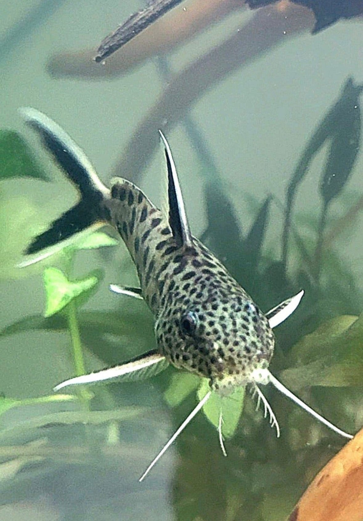 Synodontis petricola, Dieren en Toebehoren, Vis