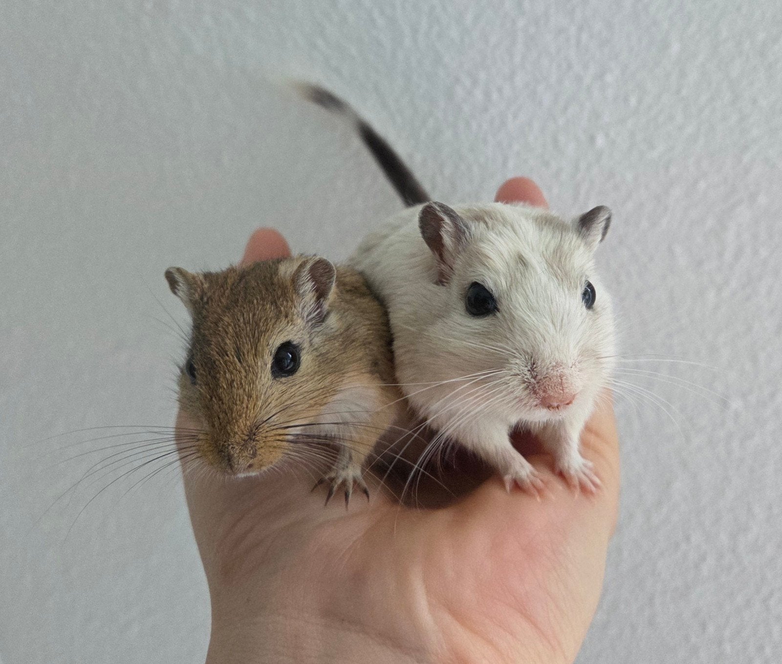 Koppel gerbil vrouwen, December, Vrouwelijk, Overige typen, Tam