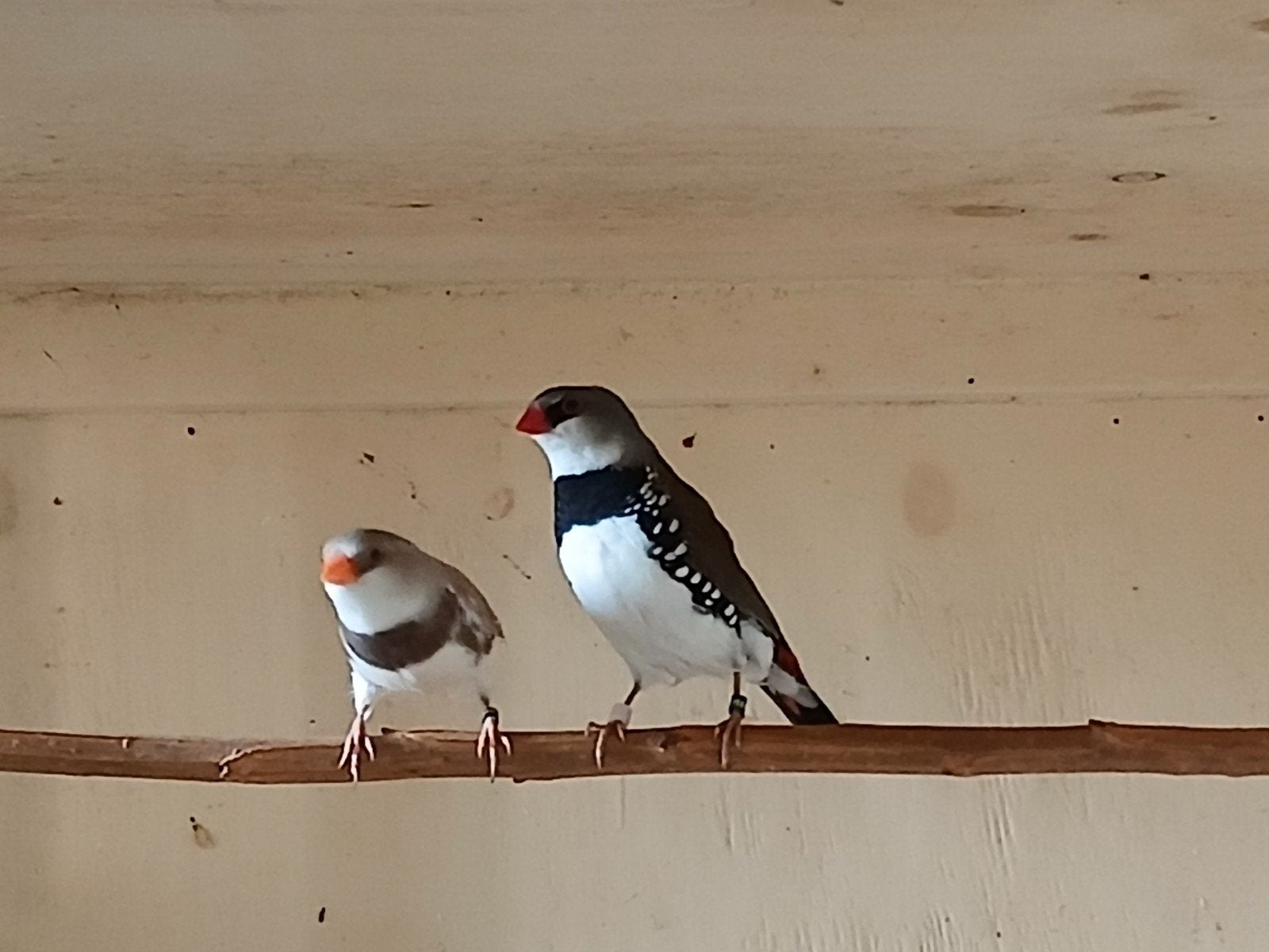 Diamantvinken, Dieren en Toebehoren, Meerdere dieren, Geringd