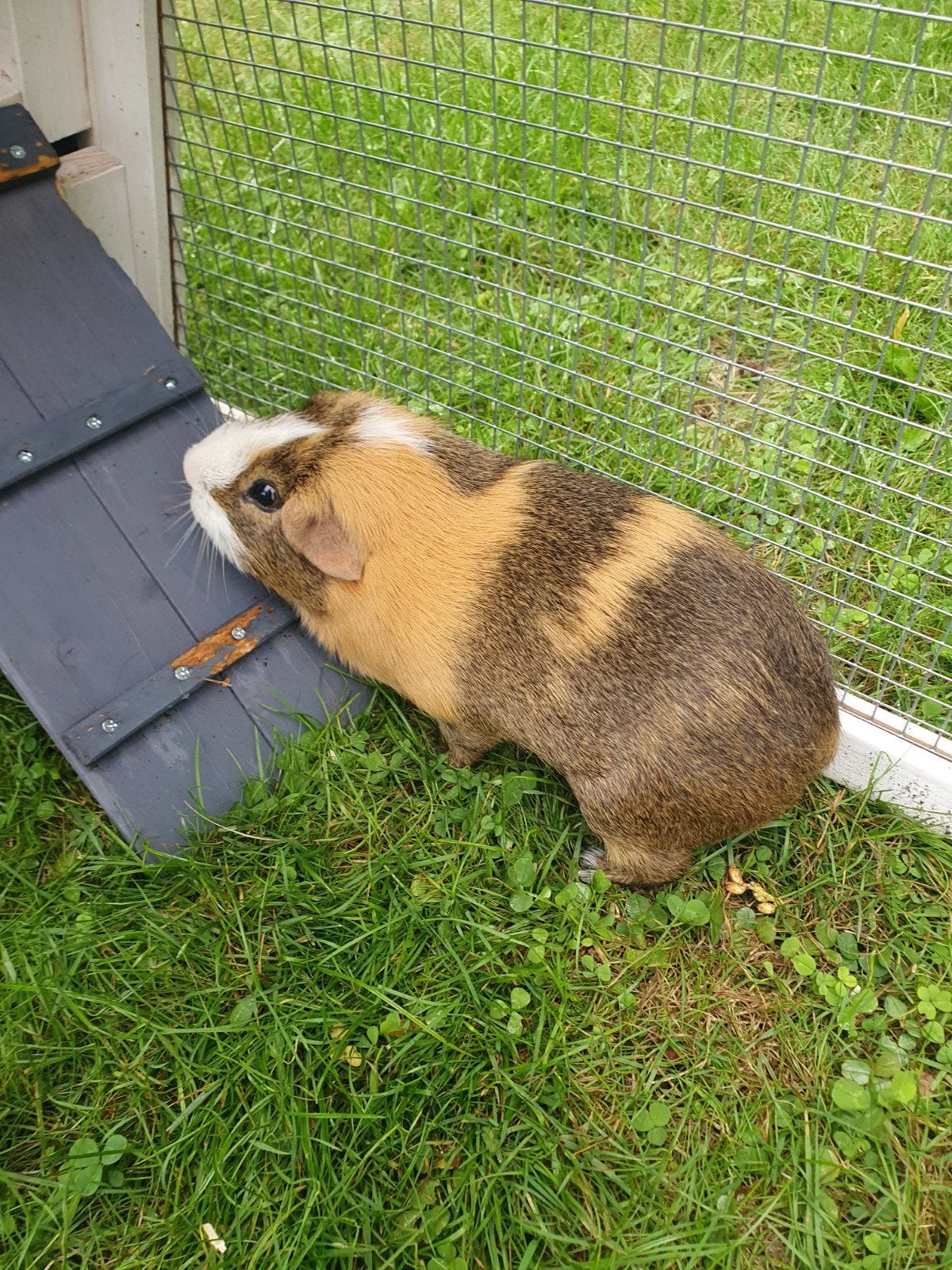 2 cavia's cookie en oreo +hok en attributen, Dieren en Toebehoren, Knaagdieren, Januari