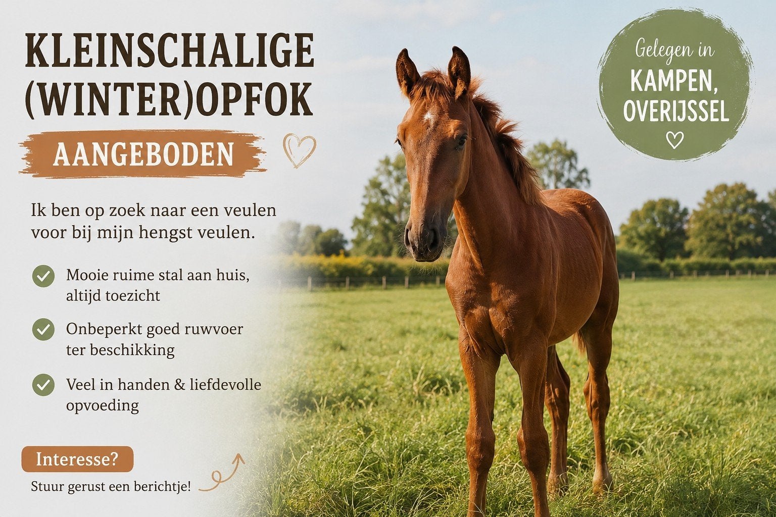 Kleinschalige (winter)opfok aangeboden, Dieren en Toebehoren, Opfok, 1 paard of pony