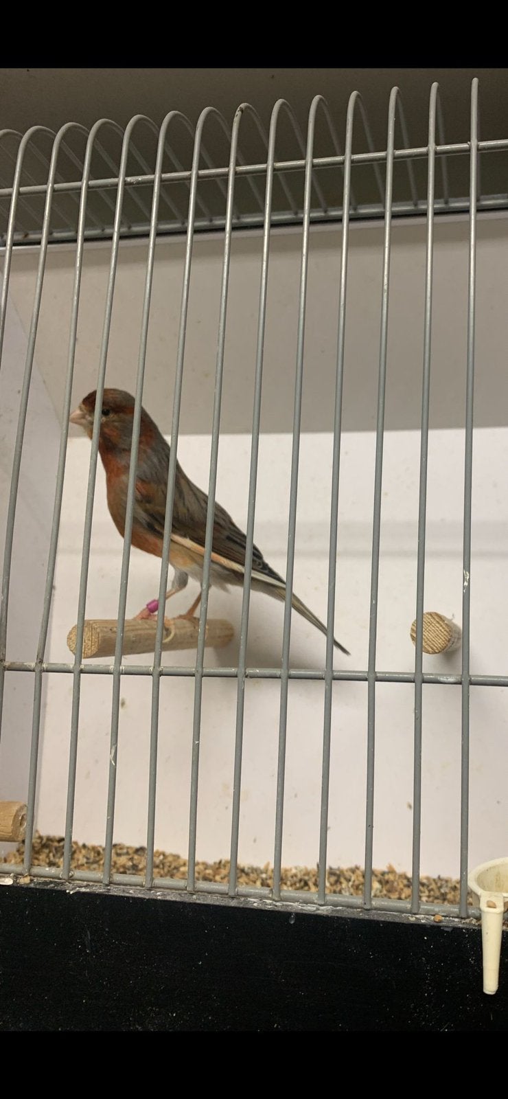 Zeer mooie harlekijn kanarie, Dieren en Toebehoren, Vogels | Kanaries, Mannelijk, Kleurkanarie