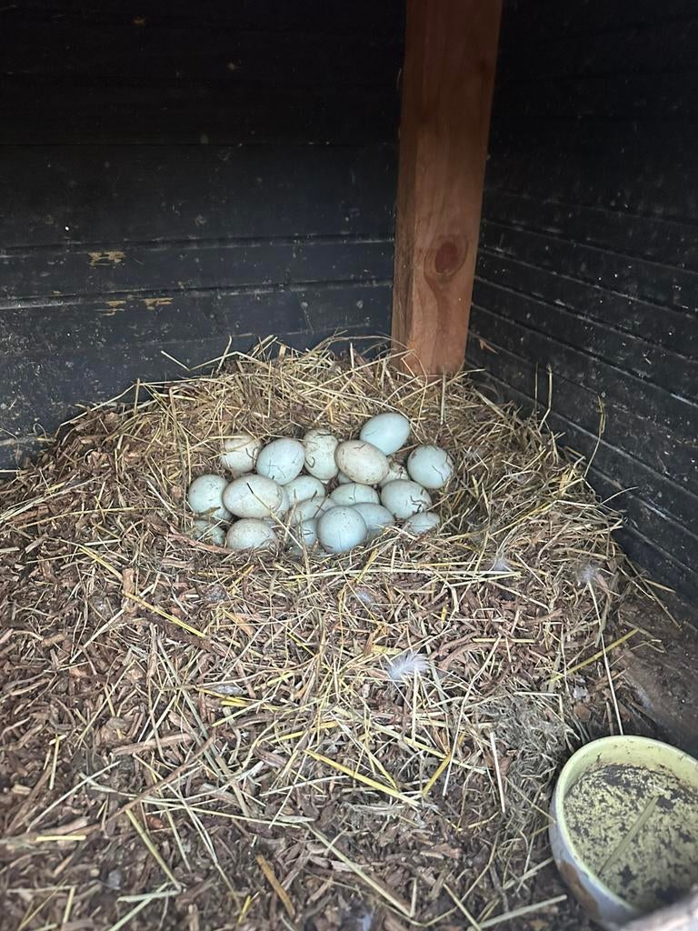 Eendeneieren te koop, Dieren en Toebehoren, Pluimvee, Geslacht onbekend, Eend