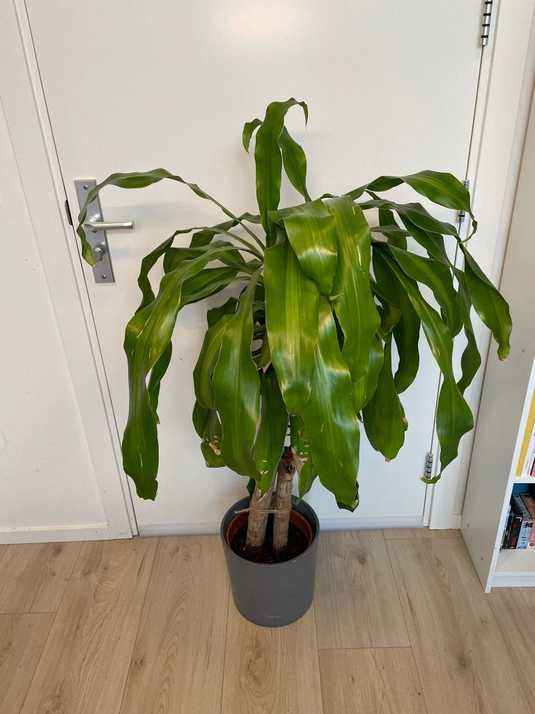 Grote Dracaena Kamerplant (140 cm) incl. Betonnen Pot, Huis en Inrichting, Ophalen, 100 tot 150 cm, Palm, Halfschaduw