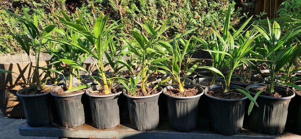 Trachycarpus Fortunei Palmbomen - Nederlandse buiten Kweek, Ophalen, Overige soorten, Volle zon