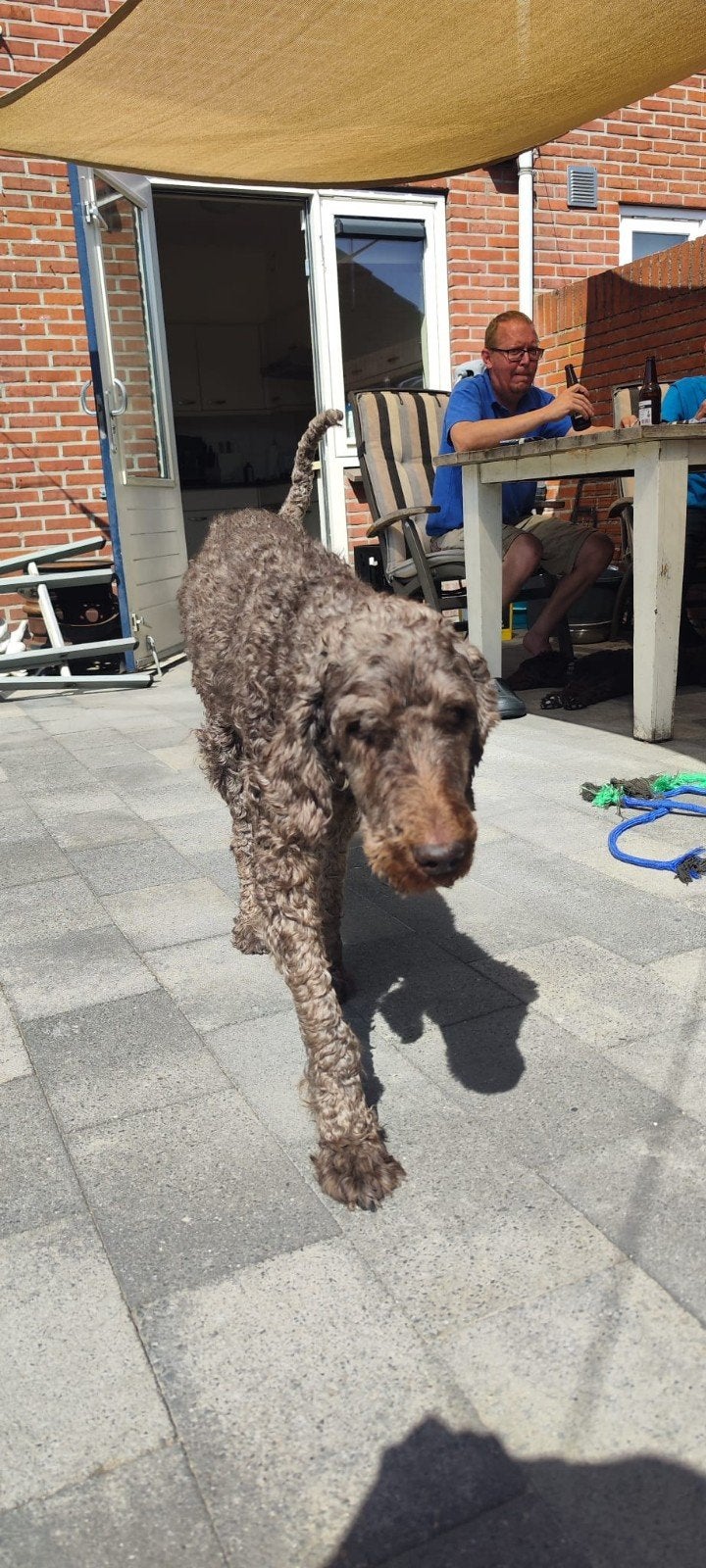 Herplaatsing honden., Reu, Parvo, Eén hond, 6 jaar of ouder