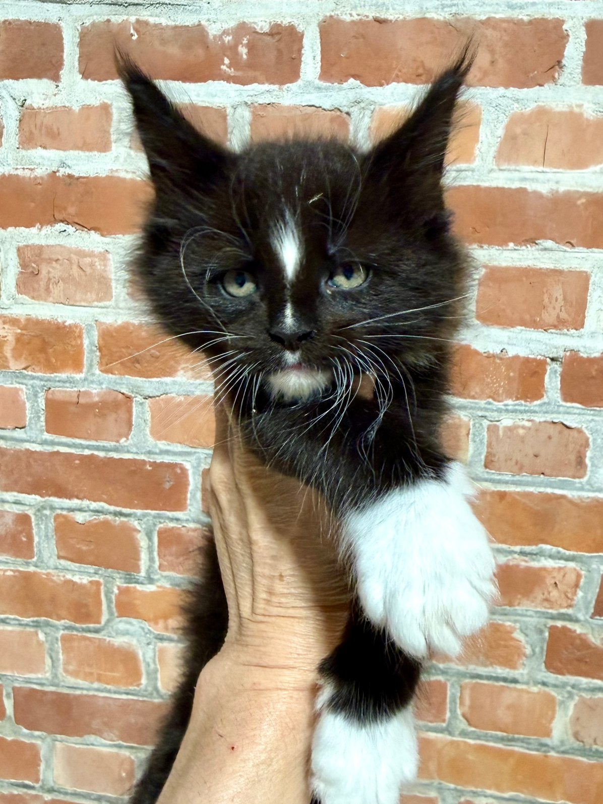 Maine Coon kitten met stamboom, Dieren en Toebehoren, Katten en Kittens | Raskatten | Langhaar, Kater, Met stamboom, 0 tot 2 jaar