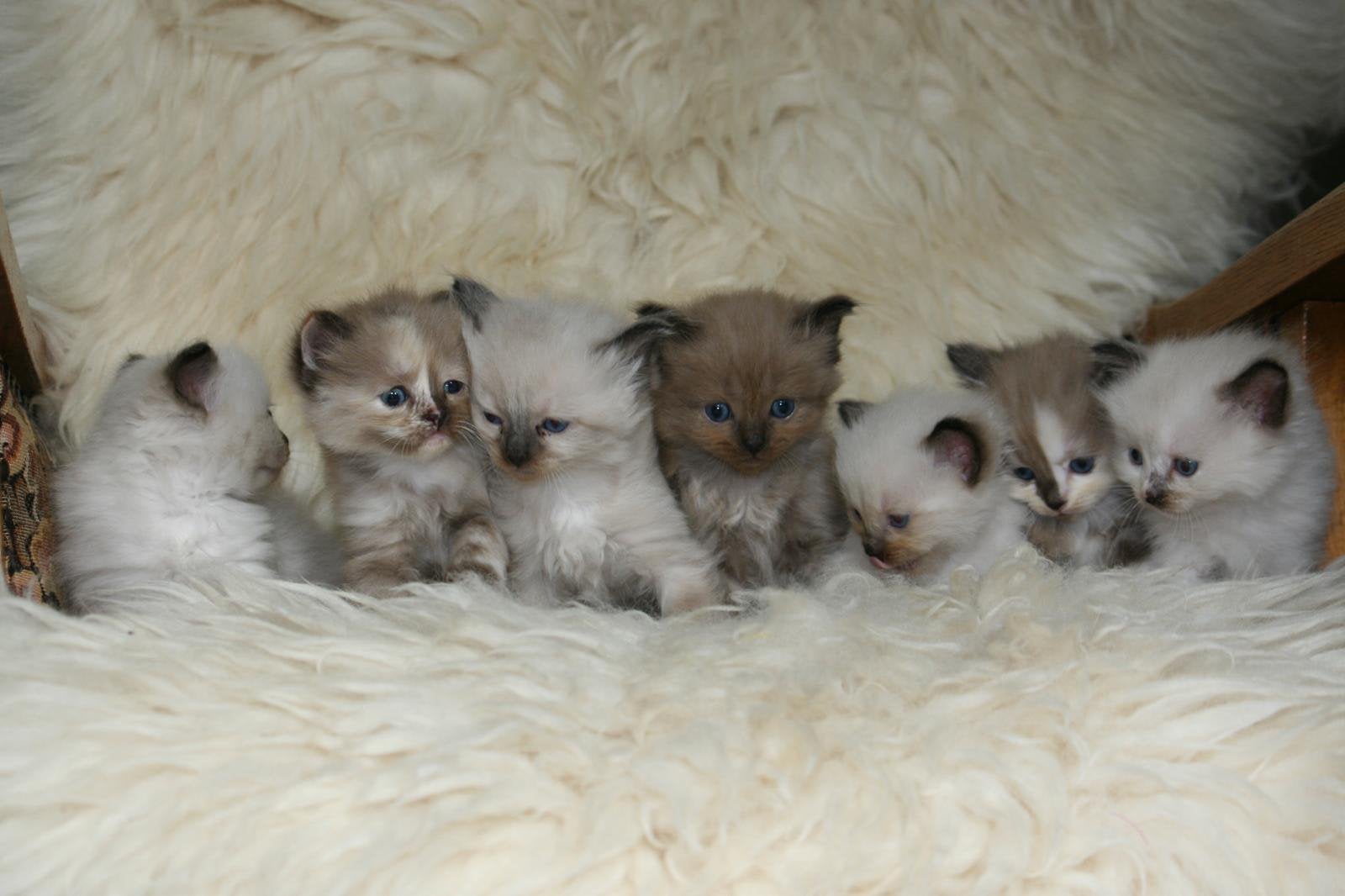 Ragdoll kittens met bijzondere kleuren en stamboom, Meerdere dieren, Met stamboom
