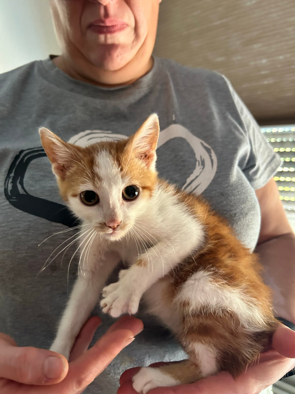 Super lief speels katertje zoekt een lief baasje, Kater