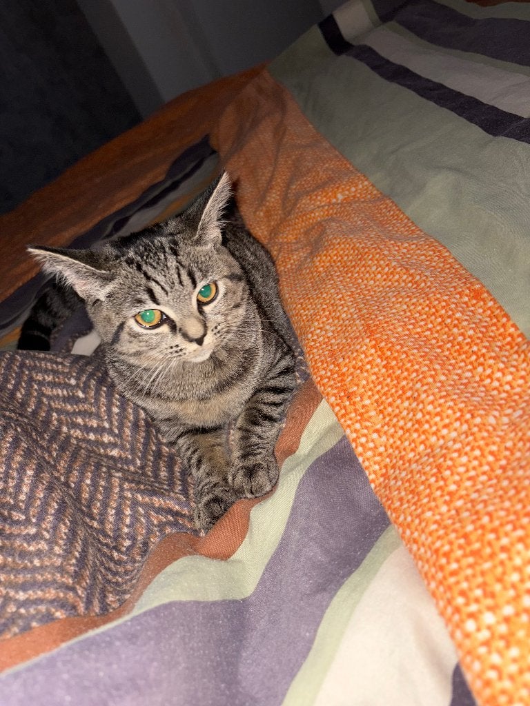 britse korthaar, Poes, Gechipt, 0 tot 2 jaar