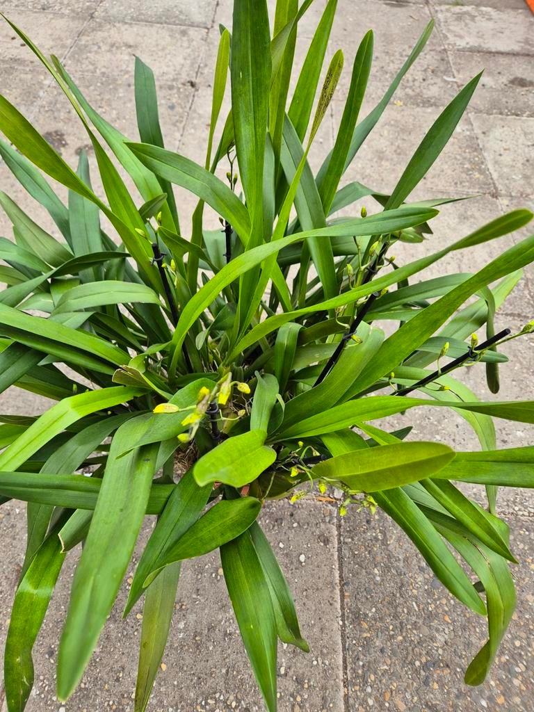 Orchidee Oncidium Tai XXXL p30, Ophalen of Verzenden, Halfschaduw, Minder dan 100 cm