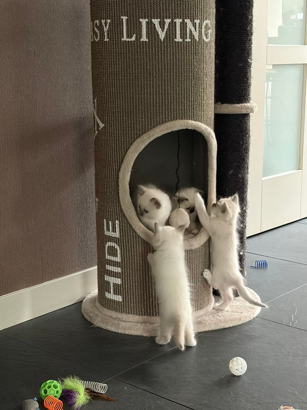 Heilige birmaan kittens, Kater, Ontwormd
