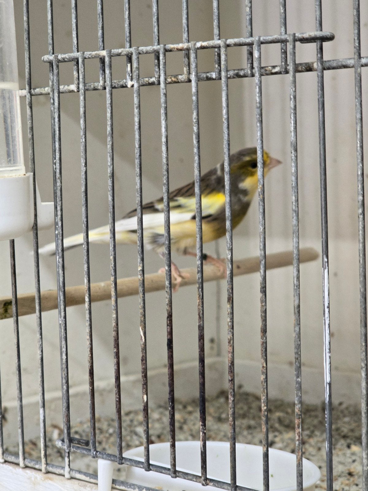 timbrados te koop type original, Meerdere dieren
