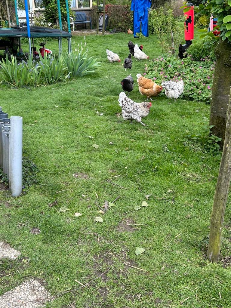 Broedeieren dagvese!, Dieren en Toebehoren, Geslacht onbekend, Kip