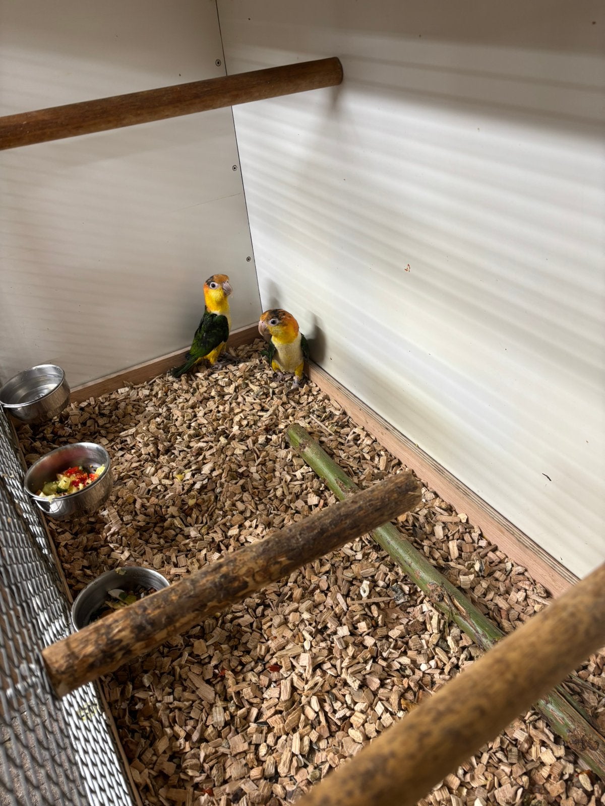 Koppel roestkop caique’s, Dieren en Toebehoren, Meerdere dieren