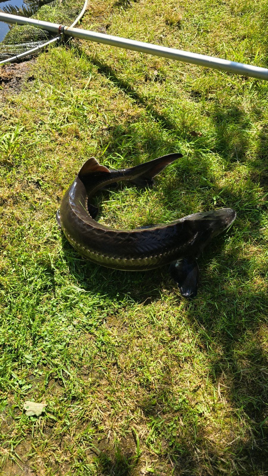 Slatdick steur (Acipenser nudiventris) 102cm, Dieren en Toebehoren, Vissen | Vijvervissen, Steur