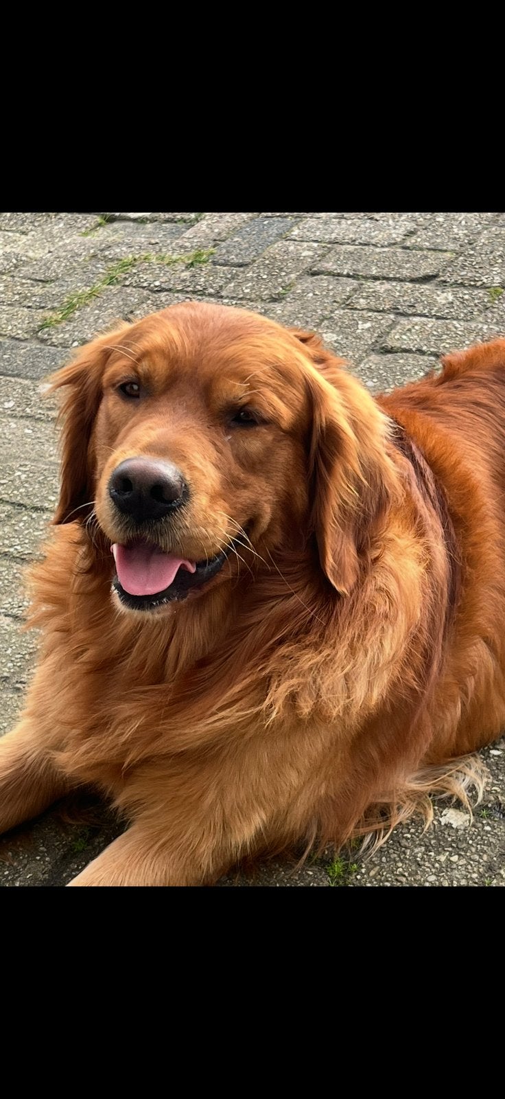 Gekeurde donkere golden retriever dekreu, Golden retriever, Reu, Eén hond, CDV (hondenziekte)