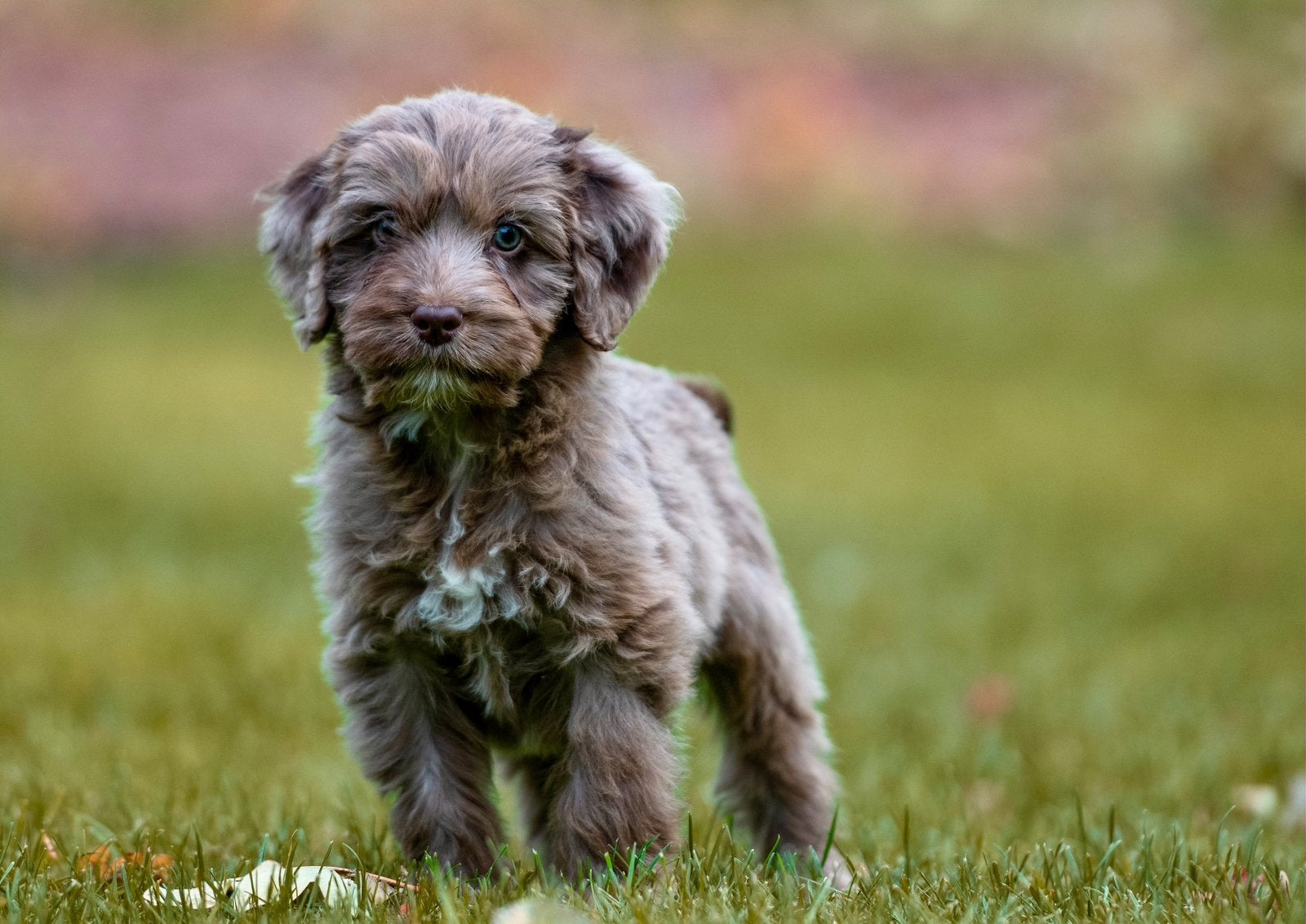 Knappe doodle puppys, België, Fokker | Hobbymatig, Overige rassen, CDV (hondenziekte)