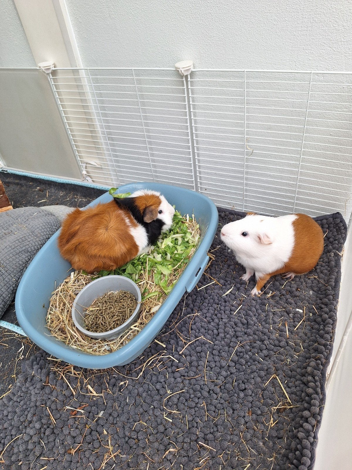 2 ongecastreerde beertjes zoeken liefdevol huisje, Augustus, Mannelijk, Cavia