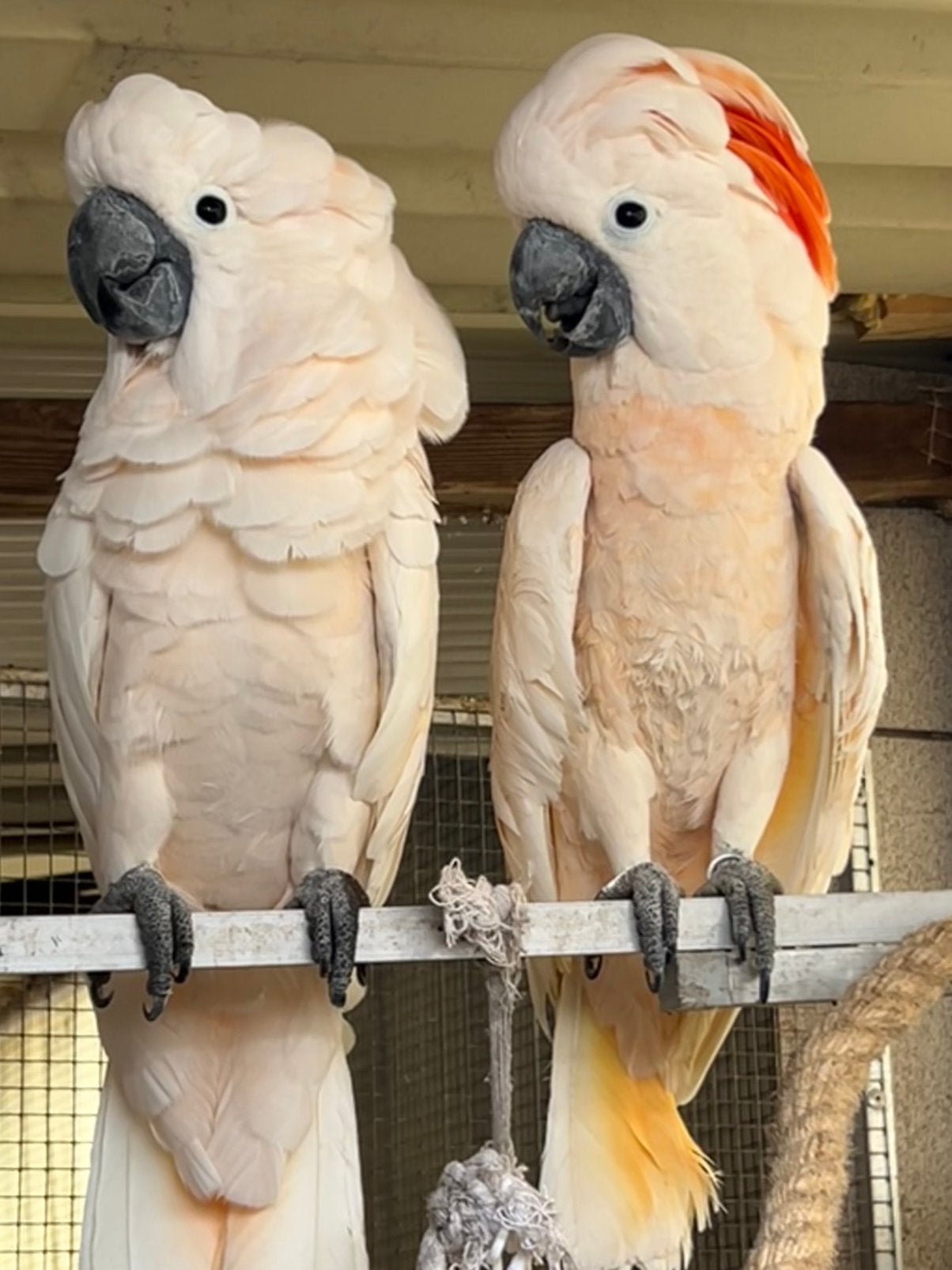1-1 Molukken kaketoe | Cacatua Moluccensis, Meerdere dieren, Papegaai, Pratend