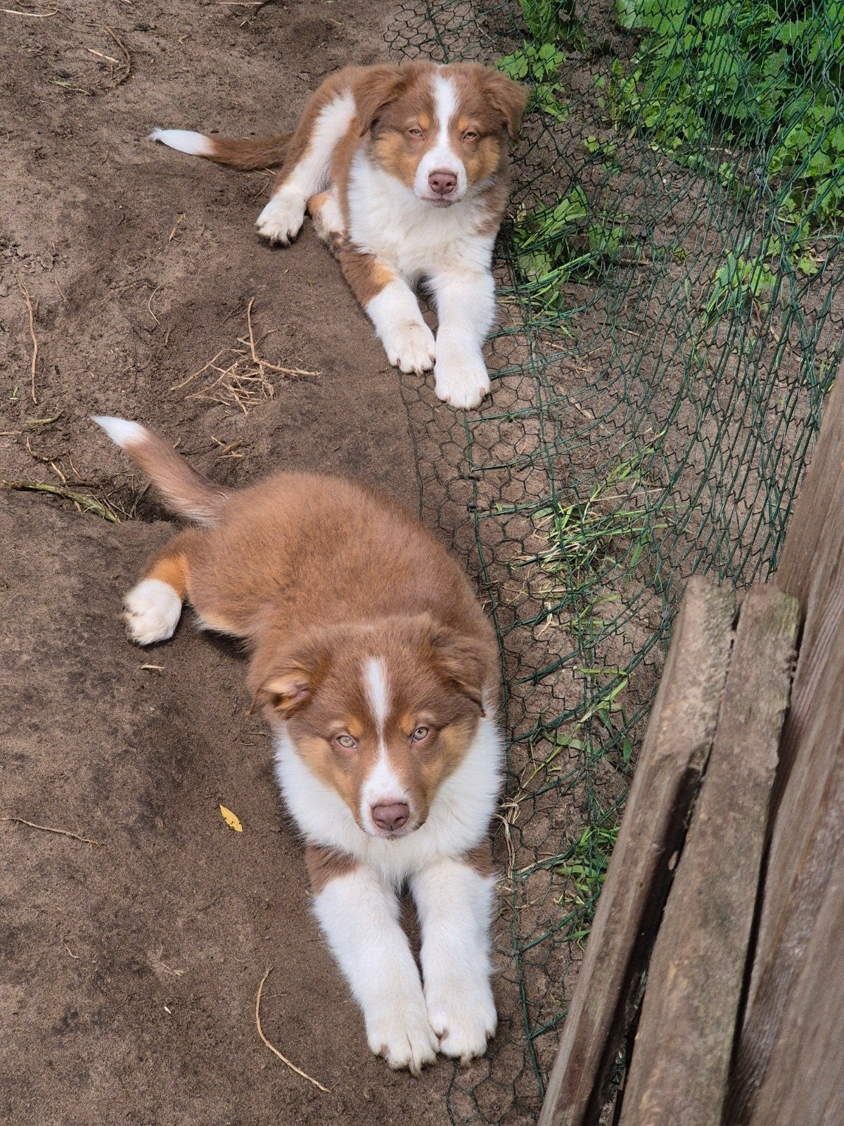 Australian sheperd pups, Overige rassen, 8 tot 15 weken, Meerdere, Meerdere dieren