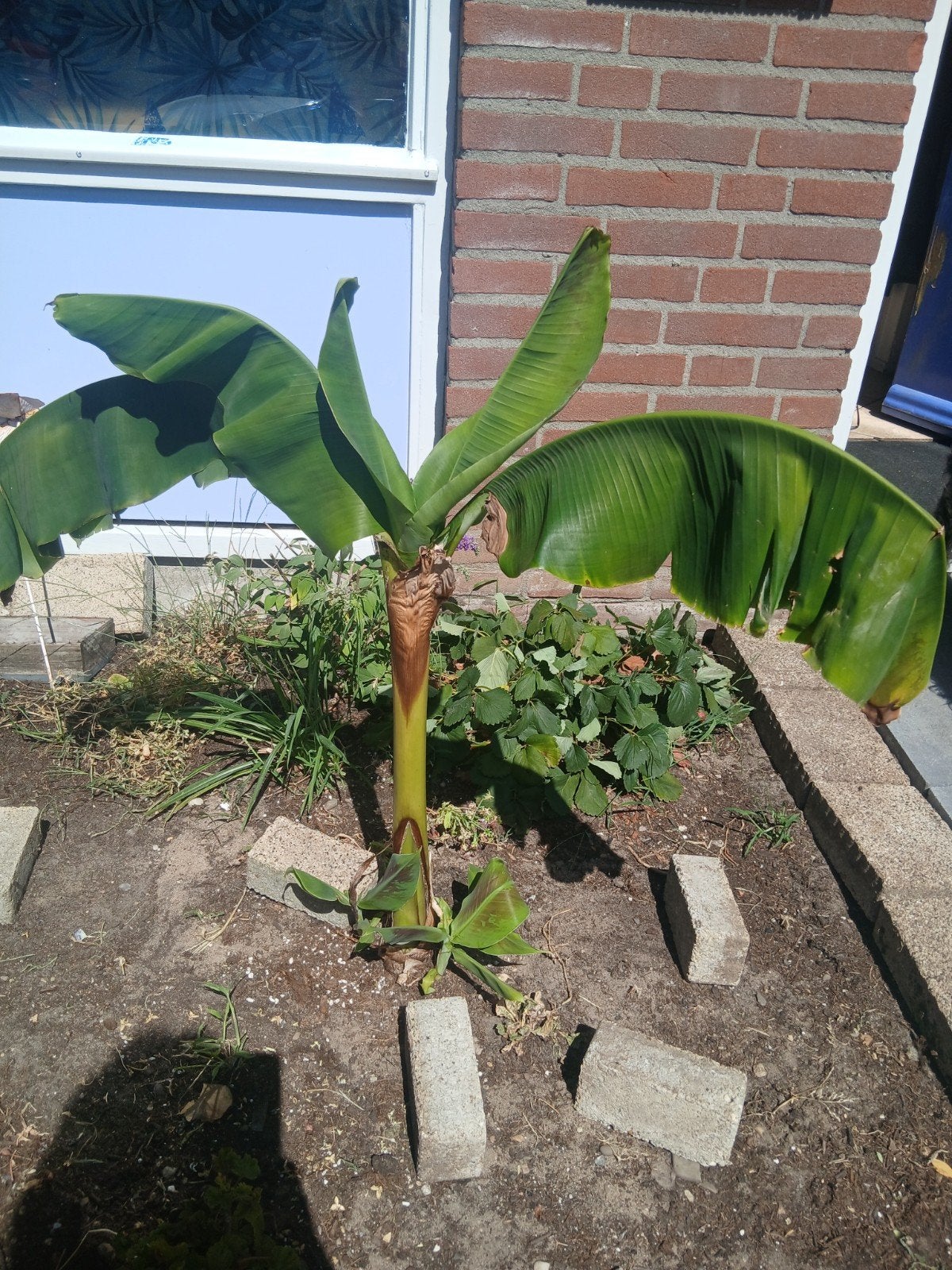 Bananenplant (Musa Basjoo) - Winterharde Exoot, Overige soorten, Volle zon, Vaste plant, Ophalen of Verzenden