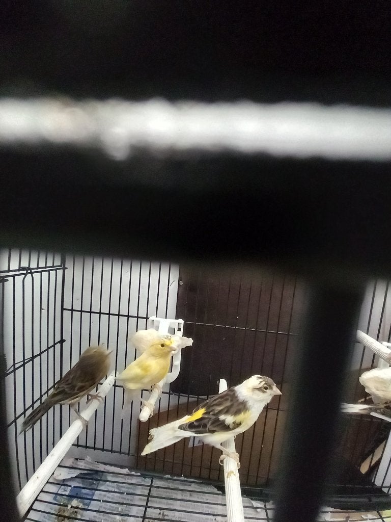 TIMBRADO KANARIES, Dieren en Toebehoren, Meerdere dieren, Zangkanarie