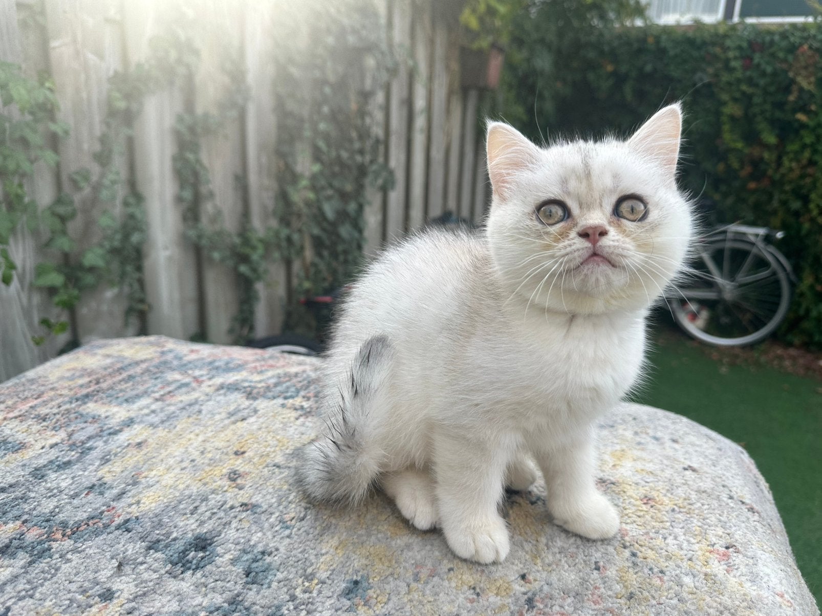 LIEVE BRITISH SHORTHAIR KITTENS TE KOOP  ️, Meerdere dieren, Kortharig, 0 tot 2 jaar