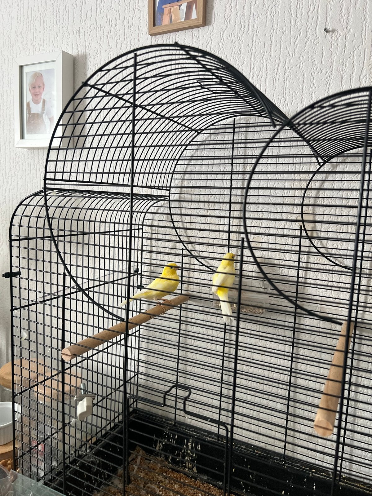 Gratis Koppel Kanaries, Dieren en Toebehoren, Vrouwelijk, Wildzangvogel, Tam