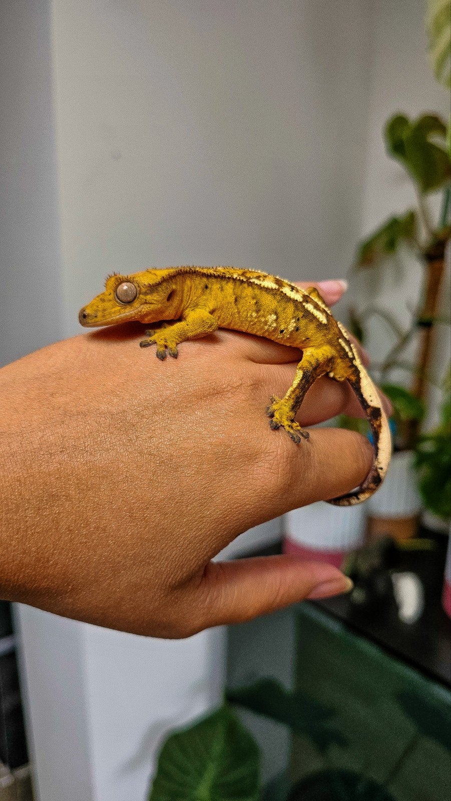 wimpergekko man harlequin,yellow base, pinstripe 1 jaar, Dieren en Toebehoren, Overige soorten, Tam, 0 tot 2 jaar