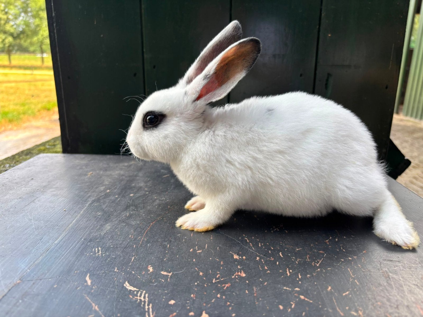 2 mooie witte Rex rammen, Dieren en Toebehoren, Konijnen, Mannelijk, Middelgroot, 0 tot 2 jaar