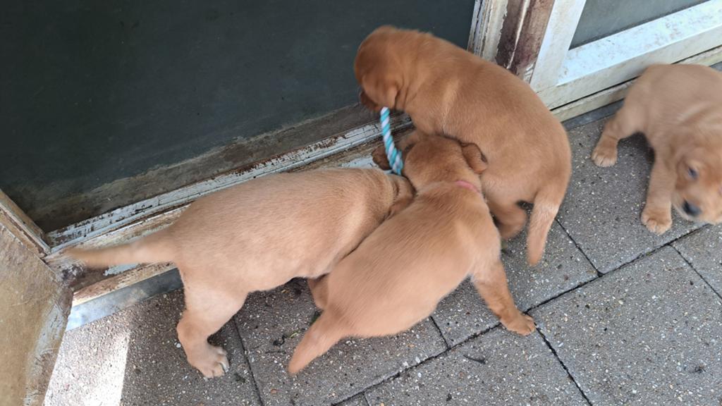 Labrador pups - raszuivere Red fox - zonder stamboom, Nederland, Reu, 8 tot 15 weken, Labrador retriever