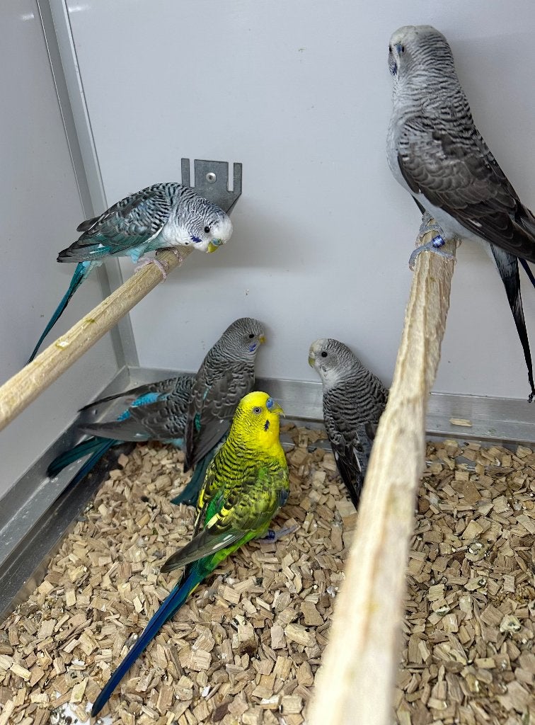 Blackwing parkieten mannen, Dieren en Toebehoren, Vogels | Parkieten en Papegaaien, Mannelijk, Parkiet