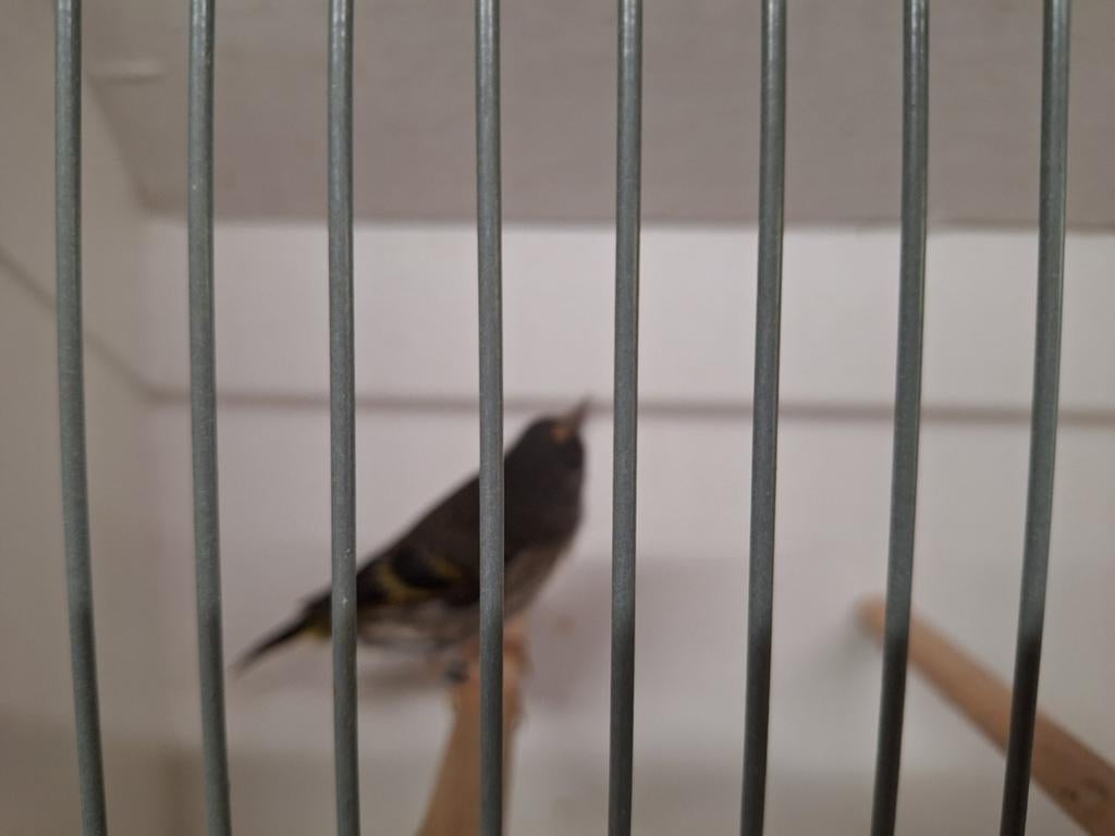 Europese sijs, Dieren en Toebehoren, Vrouwelijk, Wildzangvogel, Geringd