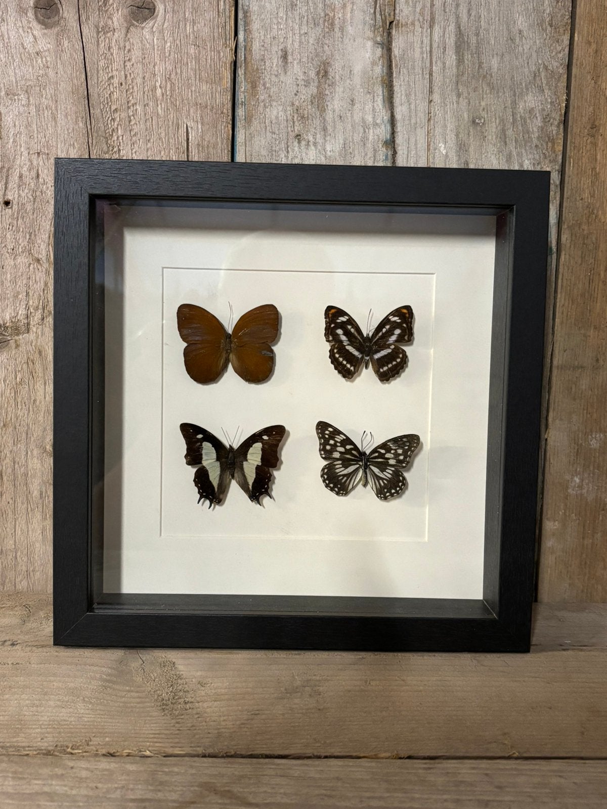 Mooie luxe lijst met vier opgezette vlinders, Ophalen of Verzenden, Nieuw, Insect, Opgezet dier