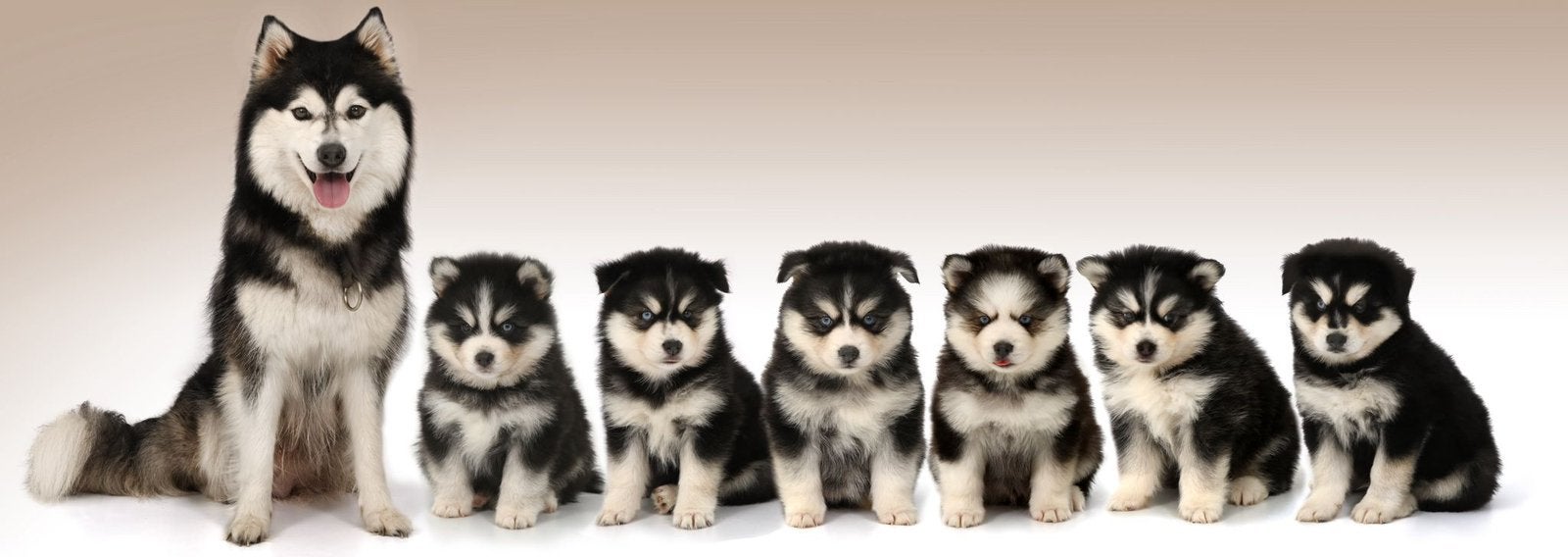 Prachtige sociale Pomsky pups , mini Husky , Health Breeding, Dieren en Toebehoren, Parvo, Nederland, 8 tot 15 weken, Poolhond