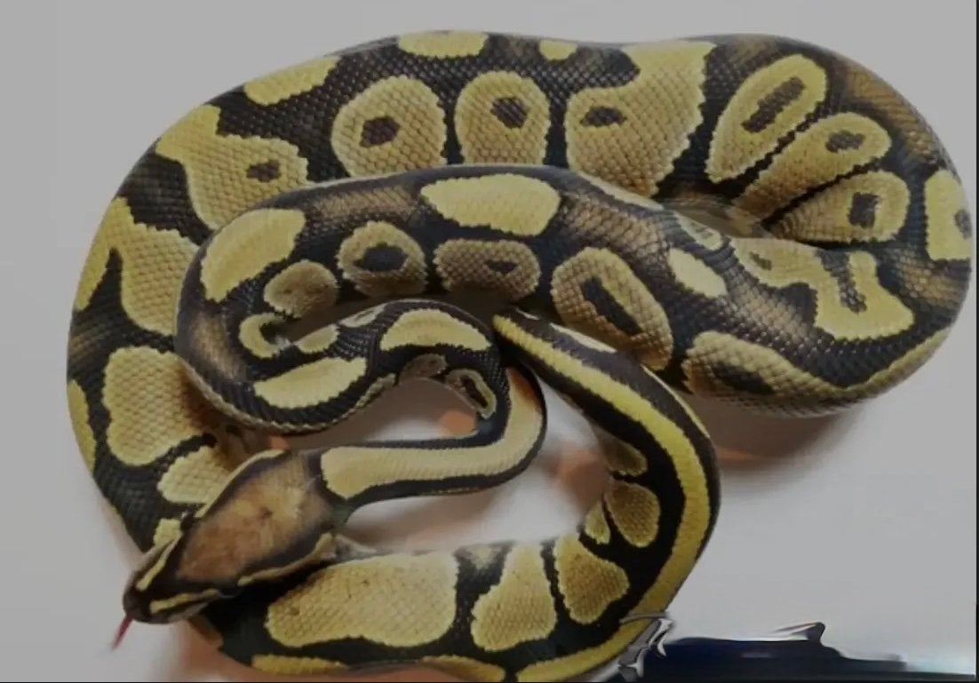 Python regius 1.0 Ball Python - male for sale from Marc