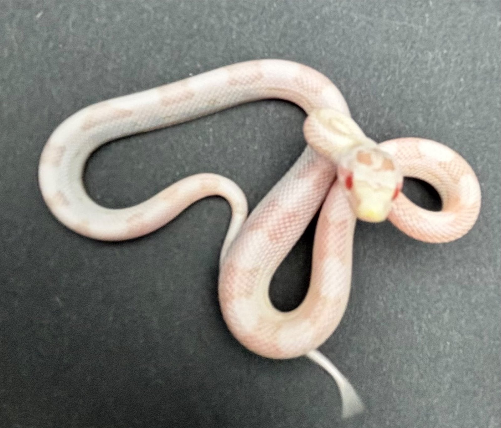 Div rattenslangen Rat Snake photo 2