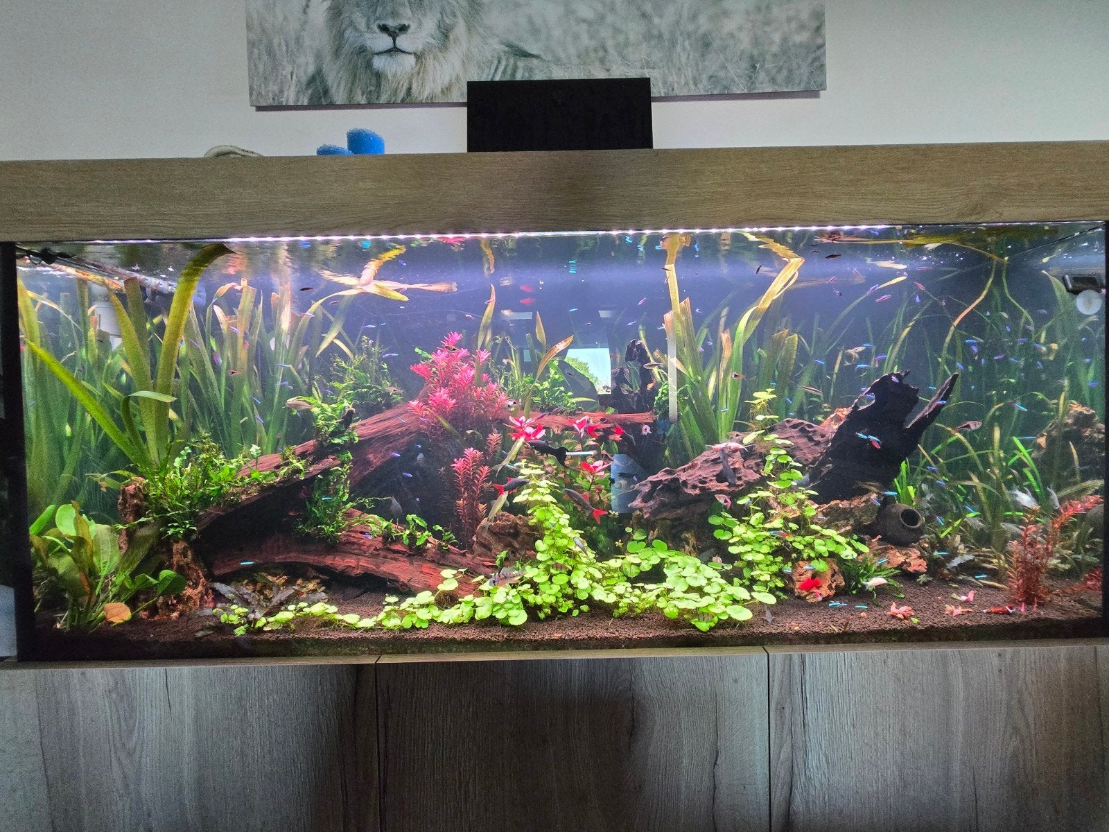 Aquarium met meubel, Dieren en Toebehoren, Vissen | Aquaria en Toebehoren, Ophalen, Inclusief vissen, Chihiros, Gevuld zoetwateraquarium