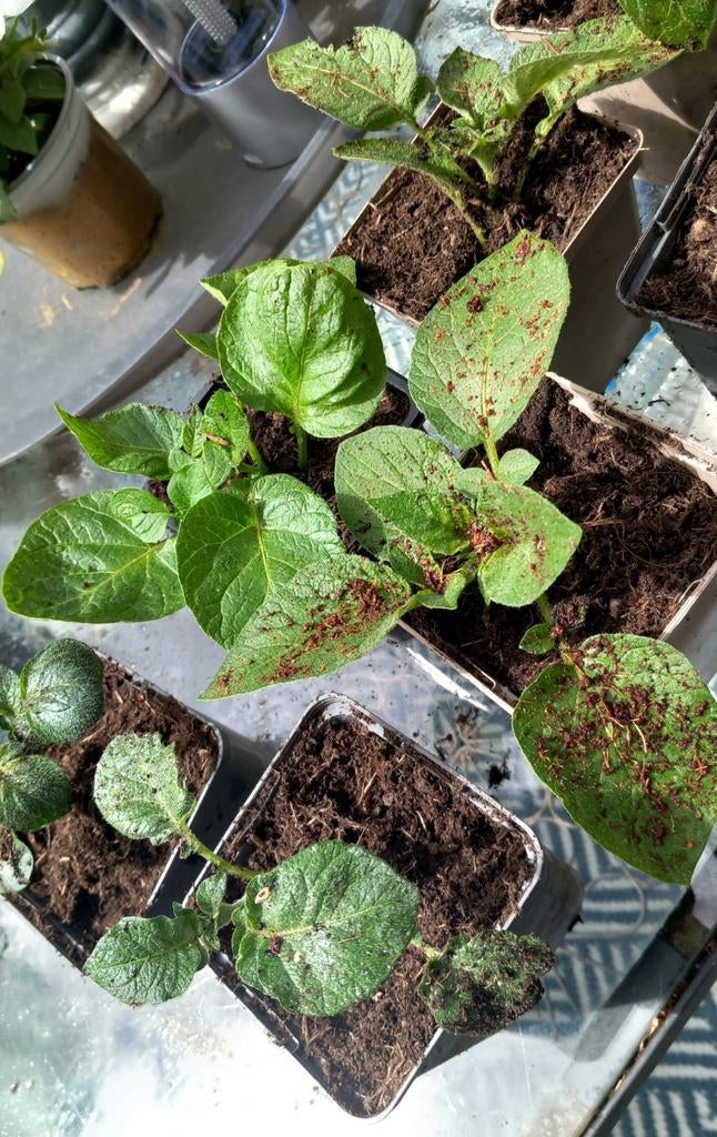 Aardappel planten .🌿BIOLOGISCH.. 5 voor, Ophalen