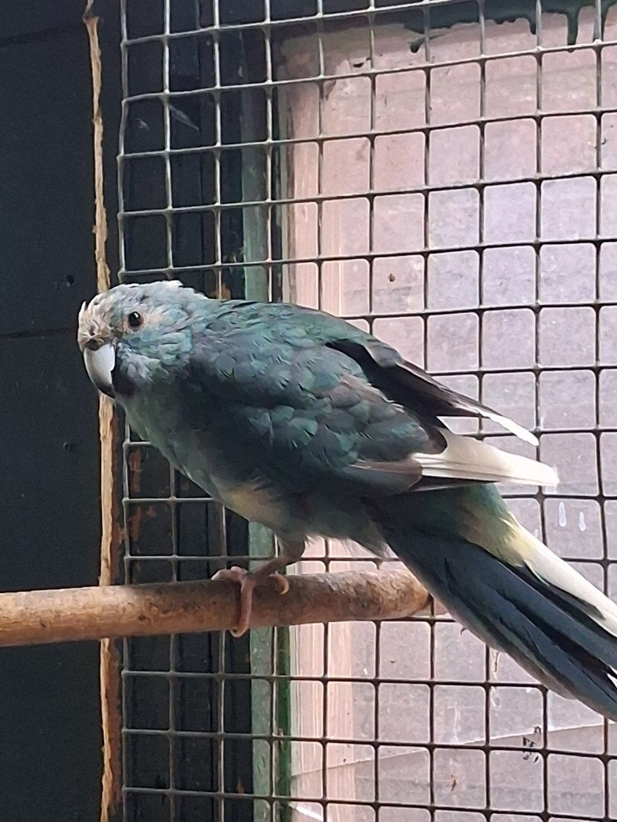 te koop 2 kakariki mannetjes, Dieren en Toebehoren, Mannelijk
