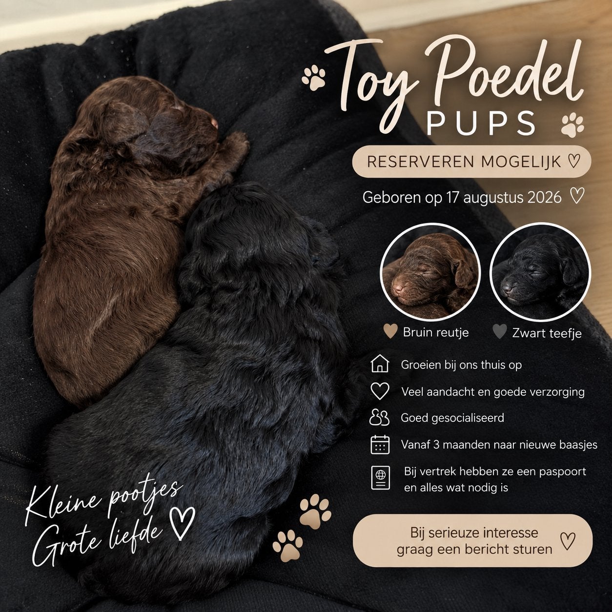 Toy Poedel pups – reserveren mogeli, Dieren en Toebehoren, Ophalen, Hond
