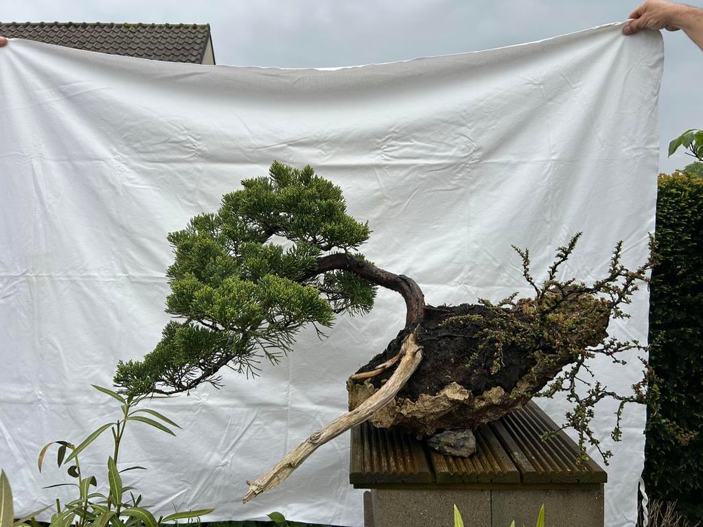 Bonsai juniperus parsoni met cotoneaster, Ophalen of Verzenden, Volle zon, Overige soorten, Minder dan 100 cm