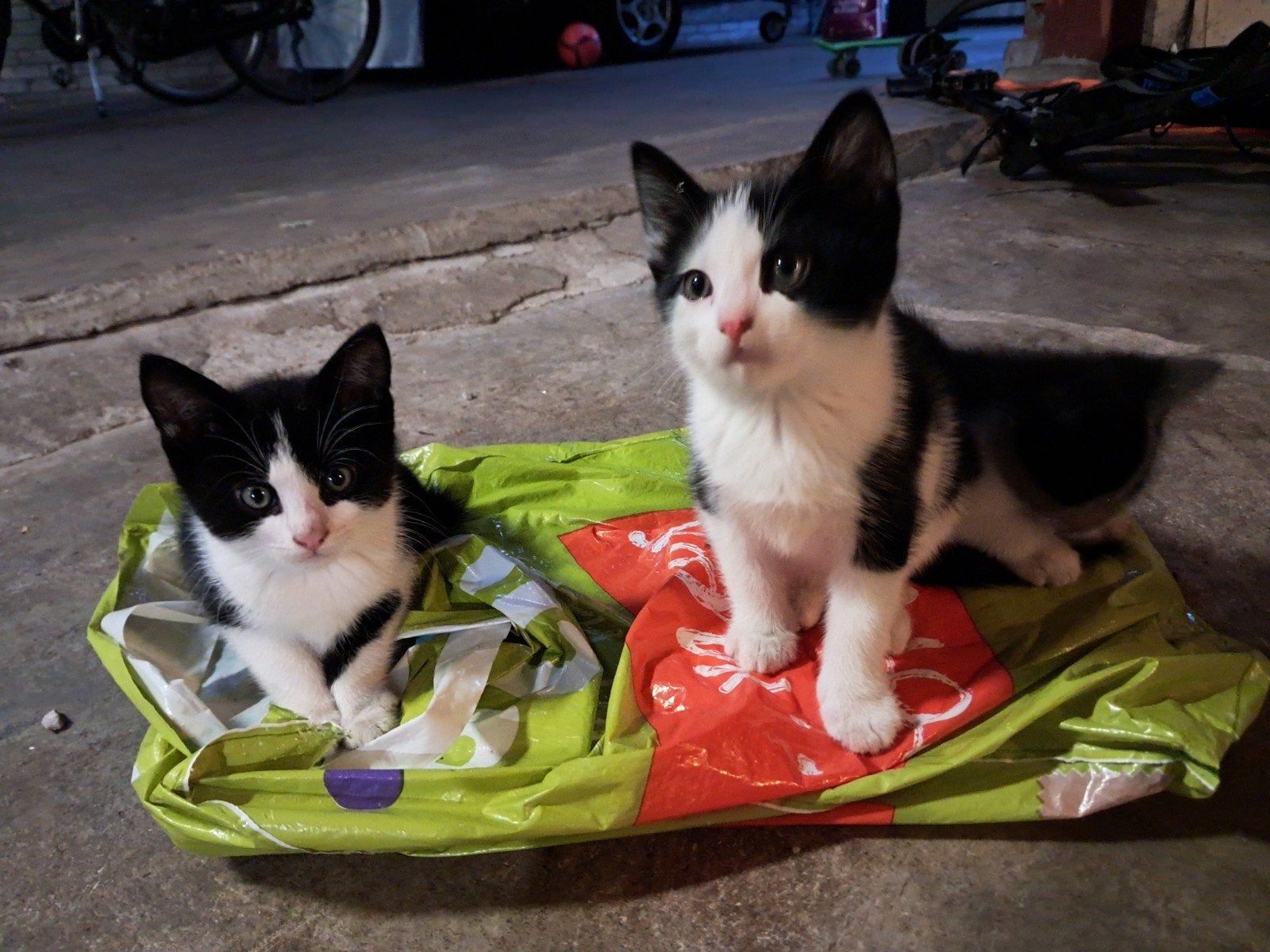 3 zwart witte kittens katertjes, Kater