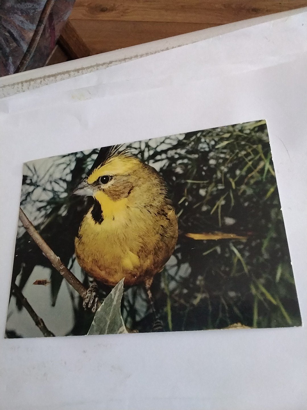 Oude ansichtkaart: Exotische vogel - Kardinaal Groen, Ophalen of Verzenden