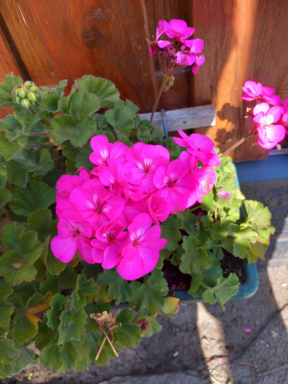 tuin, Ophalen of Verzenden, Volle zon
