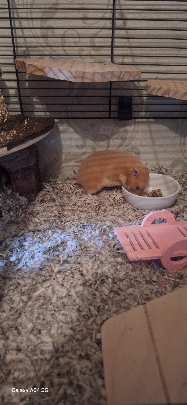 Goudhamster 12 weekjes oud . Alles inclusief, Dieren en Toebehoren, Knaagdieren, Maart, Vrouwelijk, Hamster
