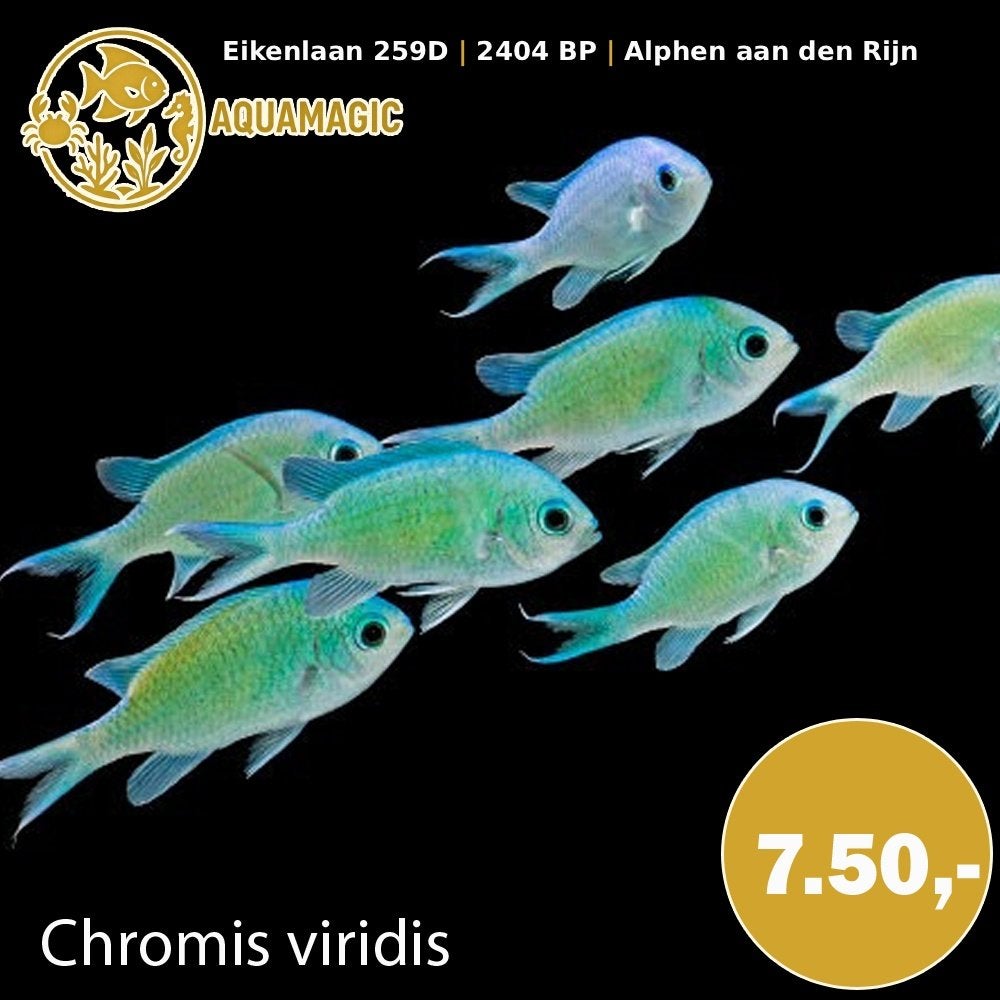 chromis vidiris, Vis, Zoutwatervis