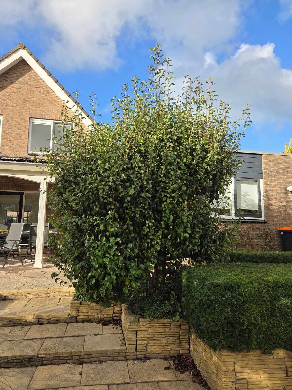 Perenboom, Ophalen, Zomer, Volle zon, Overige soorten