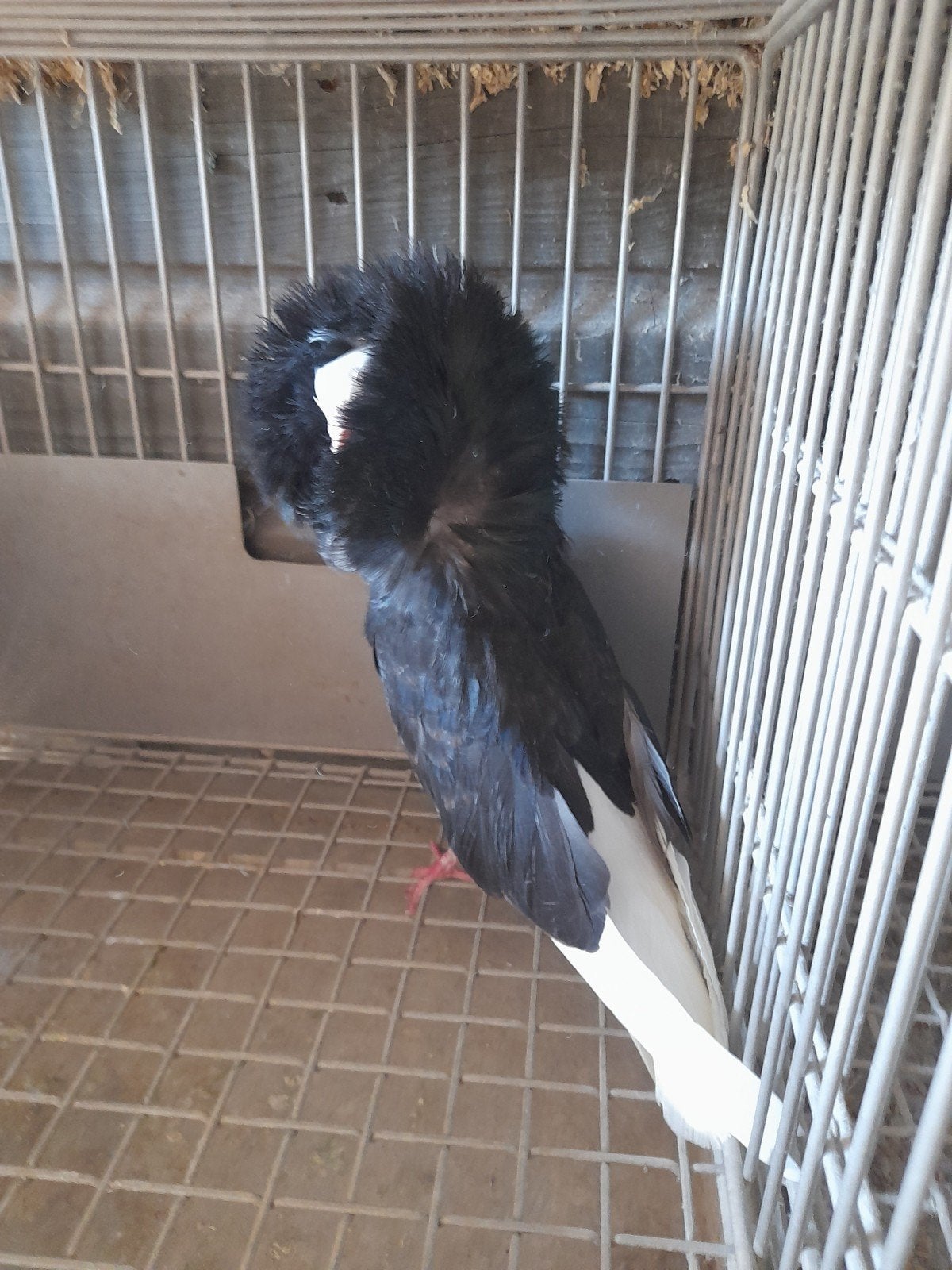 te koop raadsheren, Meerdere dieren, Overige soorten